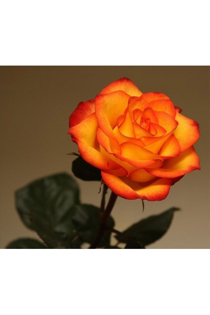 Троянда Сонечко – жовта квітка для зрізу